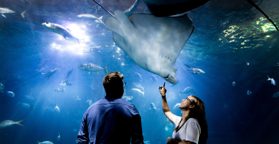 National Marine Aquarium couple